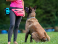 The Legal Requirements for Running a Dog School in Queensland, Australia