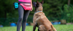 The Legal Requirements for Running a Dog School in Queensland, Australia