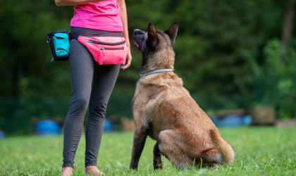 The Legal Requirements for Running a Dog School in Queensland, Australia