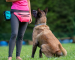 The Legal Requirements for Running a Dog School in Queensland, Australia