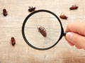 The Legal Requirements of Selling Pest Control Products in New Zealand