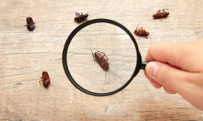 The Legal Requirements of Selling Pest Control Products in New Zealand